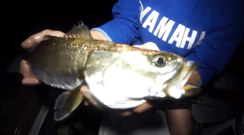 Randy Padgett with a livewill full of trout